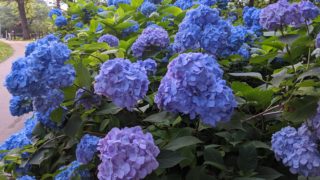 登山口付近のあじさいがとても綺麗でした。